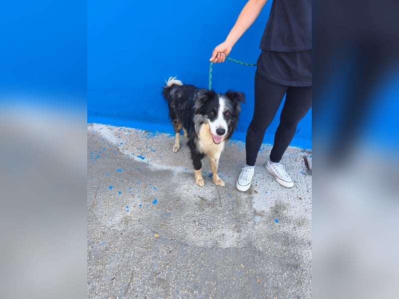 Yas - kluger Border Collie Rüde sucht Menschen mit Herz, Geduld und Hundeverstand