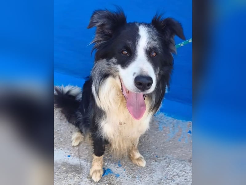 Yas ,kluger Border Collie Rüde sucht Menschen mit Herz