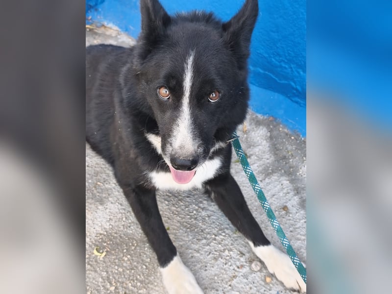 Dublín - wunderschöner Border Collie Rüde sucht seine Chance