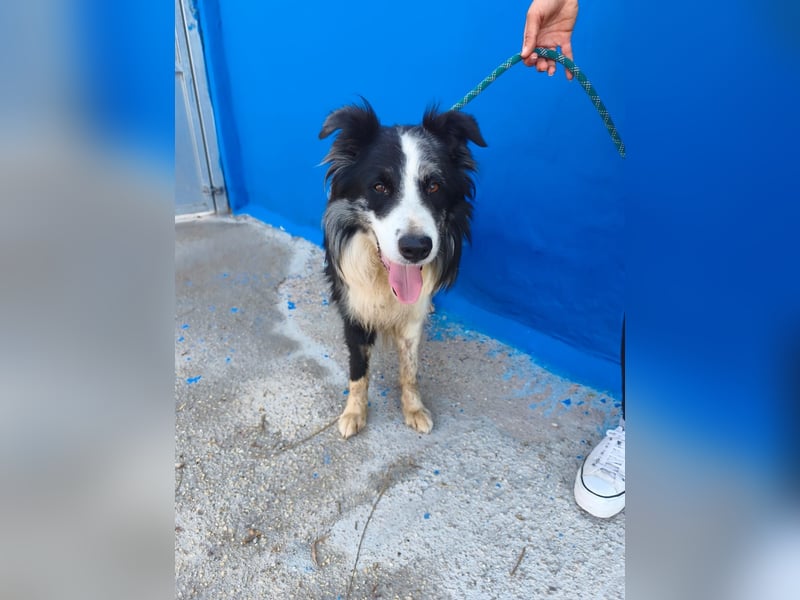 Yas - kluger Border Collie Rüde sucht Menschen mit Herz, Geduld und Hundeverstand