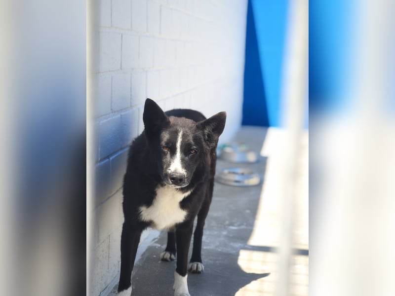 Dublín ,wunderschöner Border Collie Rüde sucht seine Chance