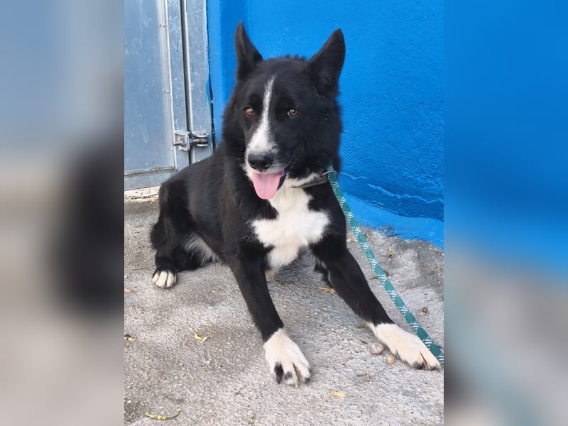 Dublín - wunderschöner Border Collie Rüde sucht seine Chance