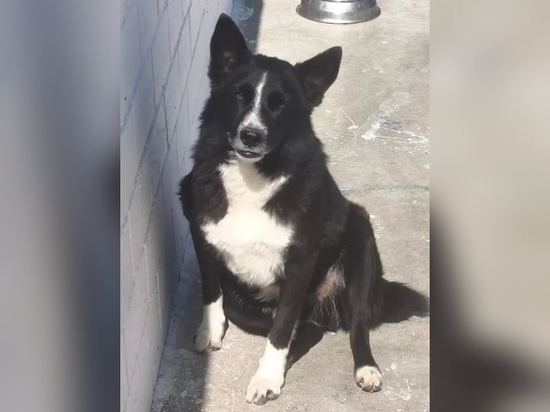Dublín ,wunderschöner Border Collie Rüde sucht seine Chance