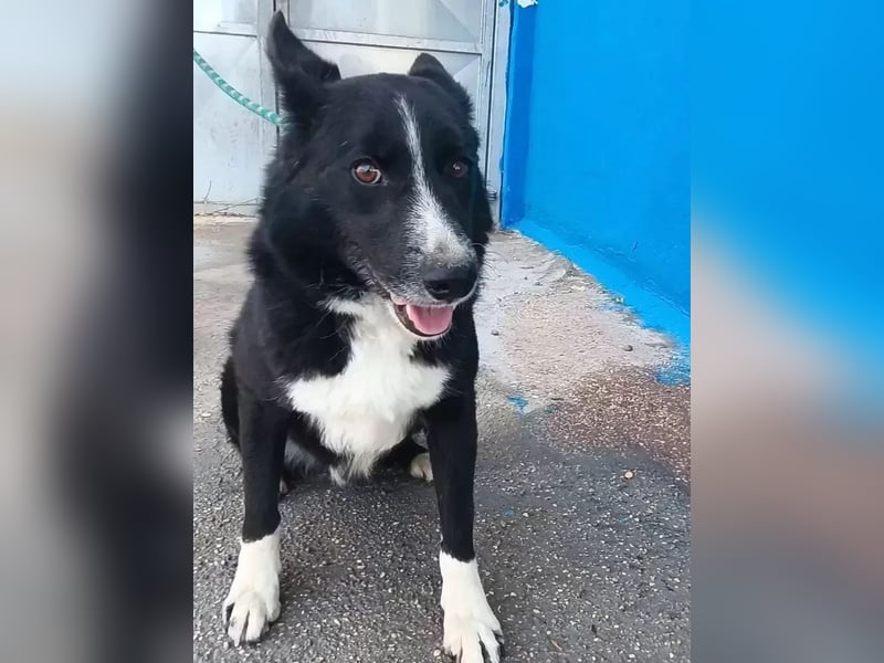 Dublín ,wunderschöner Border Collie Rüde sucht seine Chance