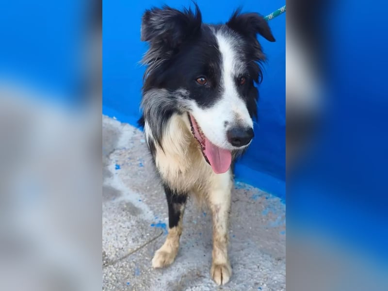 Yas ,kluger Border Collie Rüde sucht Menschen mit Herz