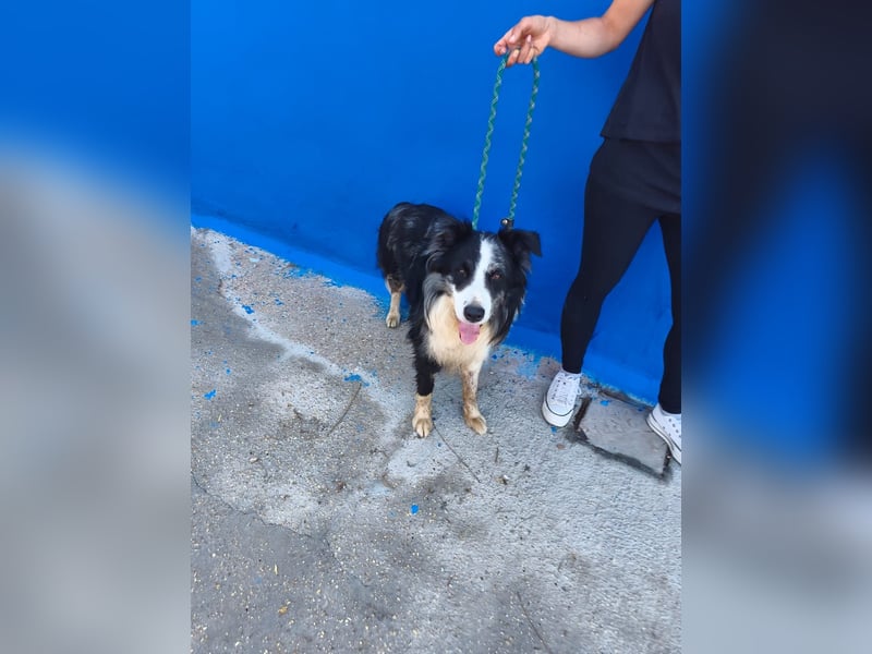 Yas - kluger Border Collie Rüde sucht Menschen mit Herz, Geduld und Hundeverstand