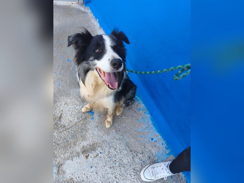 Yas - kluger Border Collie Rüde sucht Menschen mit Herz, Geduld und Hundeverstand