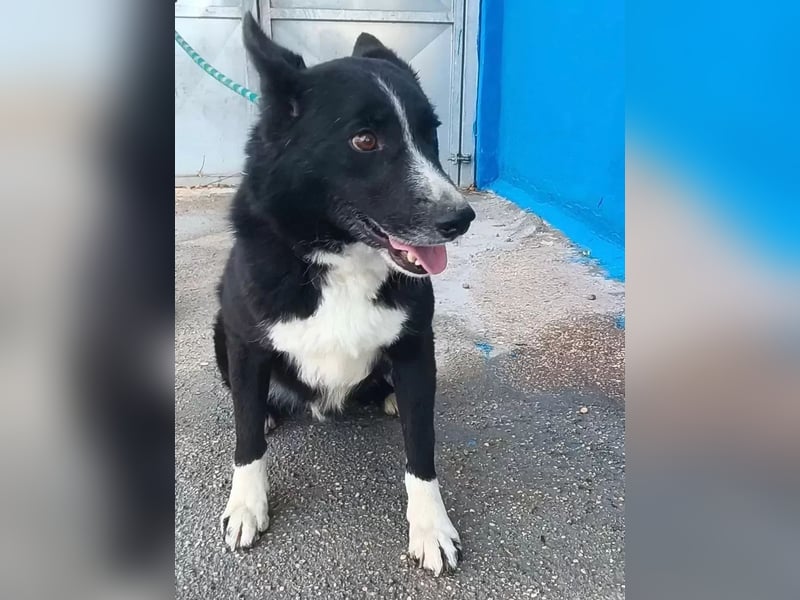 Dublín ,wunderschöner Border Collie Rüde sucht seine Chance