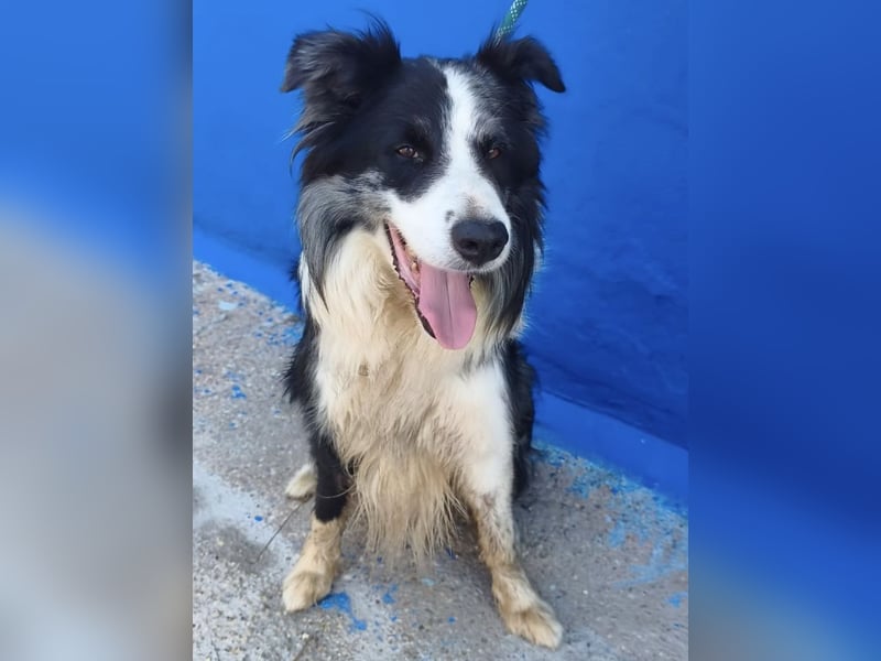 Yas - kluger Border Collie Rüde sucht Menschen mit Herz, Geduld und Hundeverstand