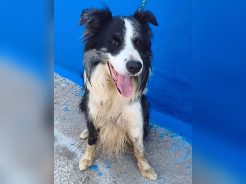 Yas ,kluger Border Collie Rüde sucht Menschen mit Herz