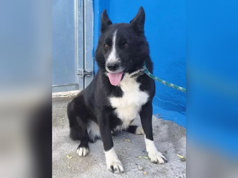 Dublín ,wunderschöner Border Collie Rüde sucht seine Chance