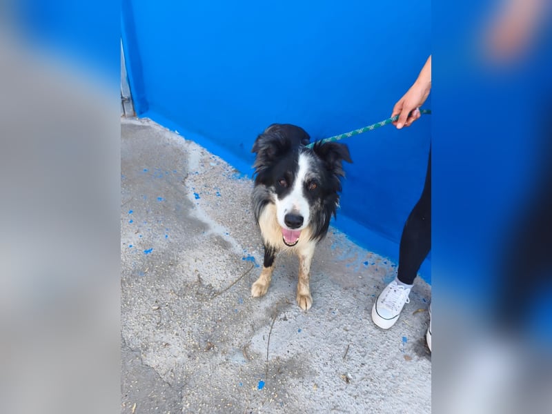 Yas - kluger Border Collie Rüde sucht Menschen mit Herz, Geduld und Hundeverstand