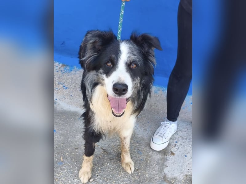 Yas - kluger Border Collie Rüde sucht Menschen mit Herz, Geduld und Hundeverstand