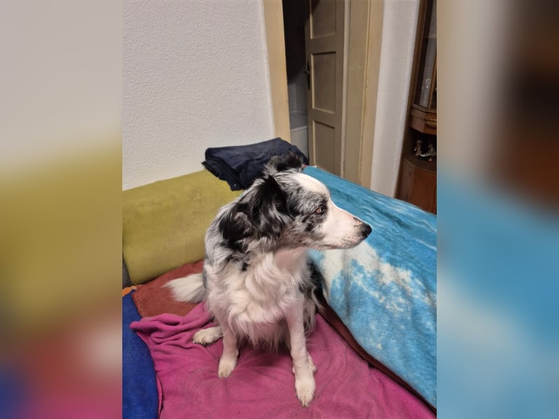 Hündin Merle sucht ein liebevolles neues Zuhause