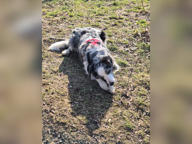 Hündin Merle sucht ein liebevolles neues Zuhause