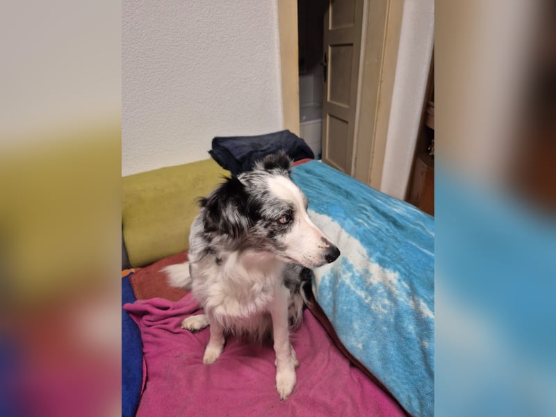 Hündin Merle sucht ein liebevolles neues Zuhause