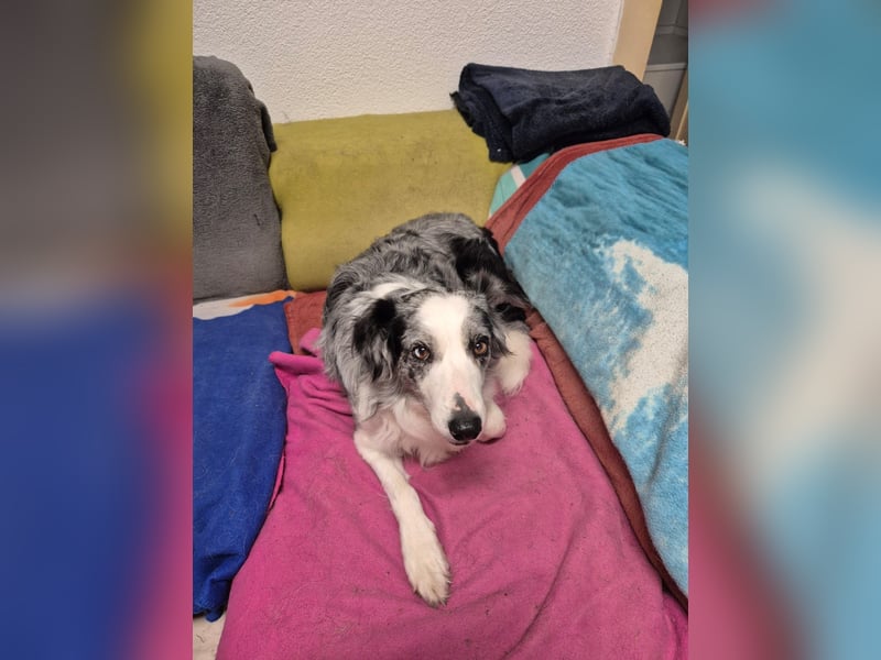 Hündin Merle sucht ein liebevolles neues Zuhause