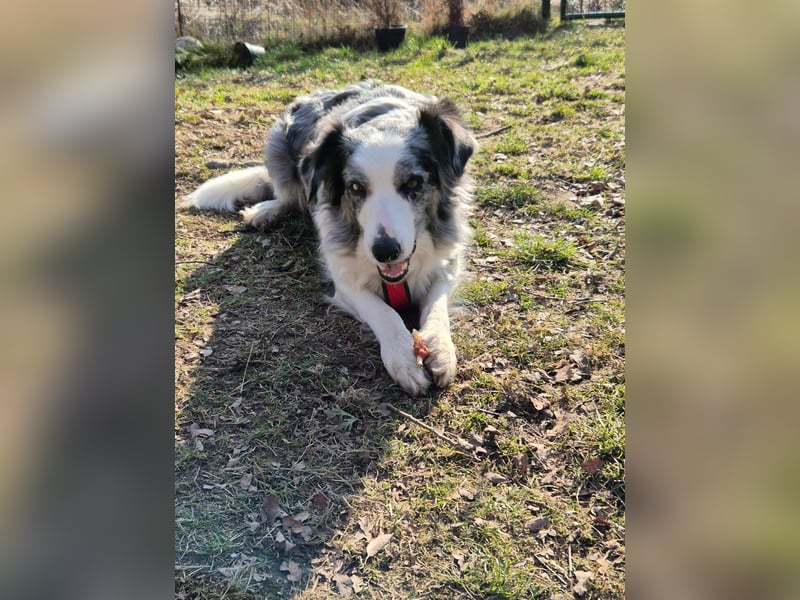 Hündin Merle sucht ein liebevolles neues Zuhause