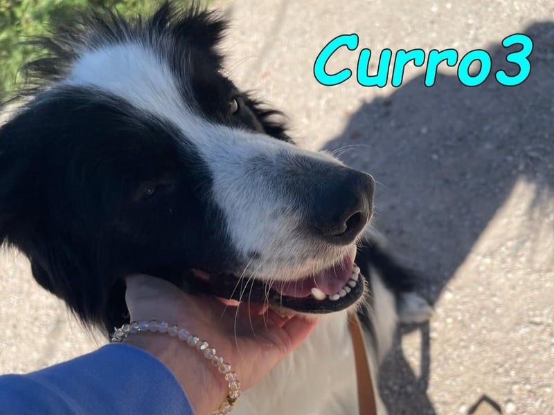 Curro3 geb. 05/2019 (ESP) - liebenswerter, arbeitswilliger Traumhund sucht sein Zuhause!