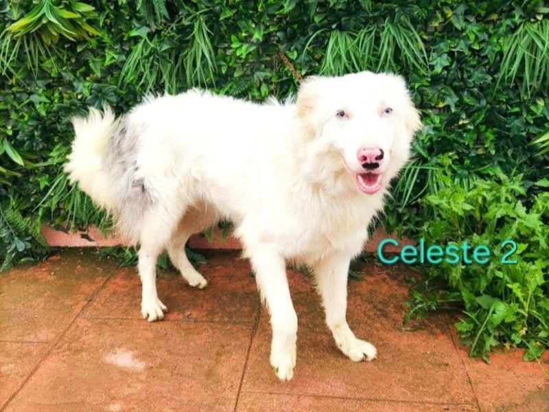 DRINGEND! Celeste2 geb. 01/2024 (ESP) - besonderer Border Collie sucht besondere Menschen!