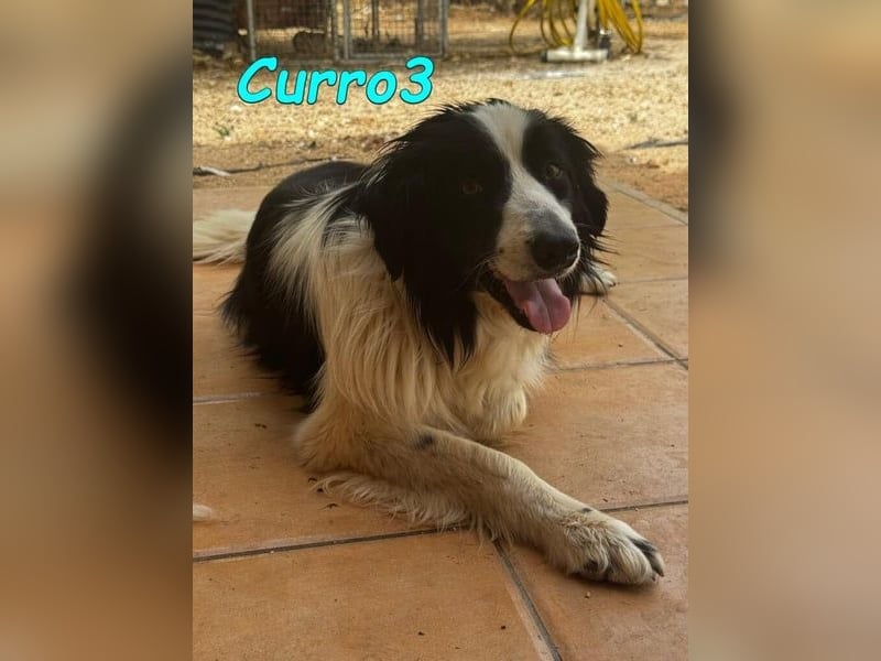 Curro3 geb. 05/2019 (ESP) - liebenswerter, arbeitswilliger Traumhund sucht sein Zuhause!