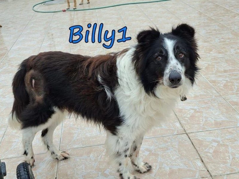 Billy1♥️geb. 01/2020 (GRC) - menschenbezogener, freundlicher und anhänglicher Border Collie!