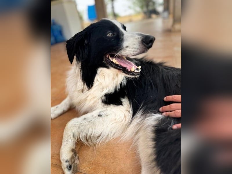 Curro3 geb. 05/2019 (ESP) - liebenswerter, arbeitswilliger Traumhund sucht sein Zuhause!