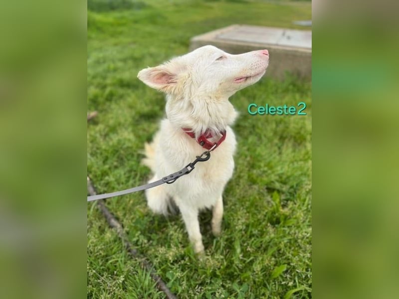 DRINGEND! Celeste2 geb. 01/2024 (ESP) - besonderer Border Collie sucht besondere Menschen!