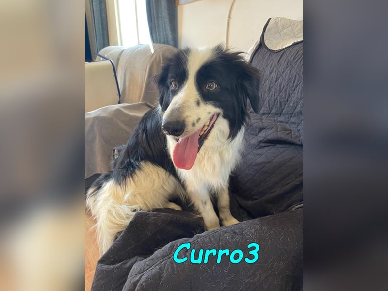 Curro3 geb. 05/2019 (ESP) - liebenswerter, arbeitswilliger Traumhund sucht sein Zuhause!