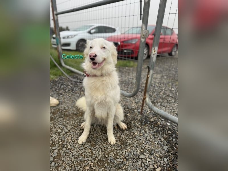 Celeste geb. 01/2024 (ESP) - besonderer Border Collie sucht besondere Menschen!