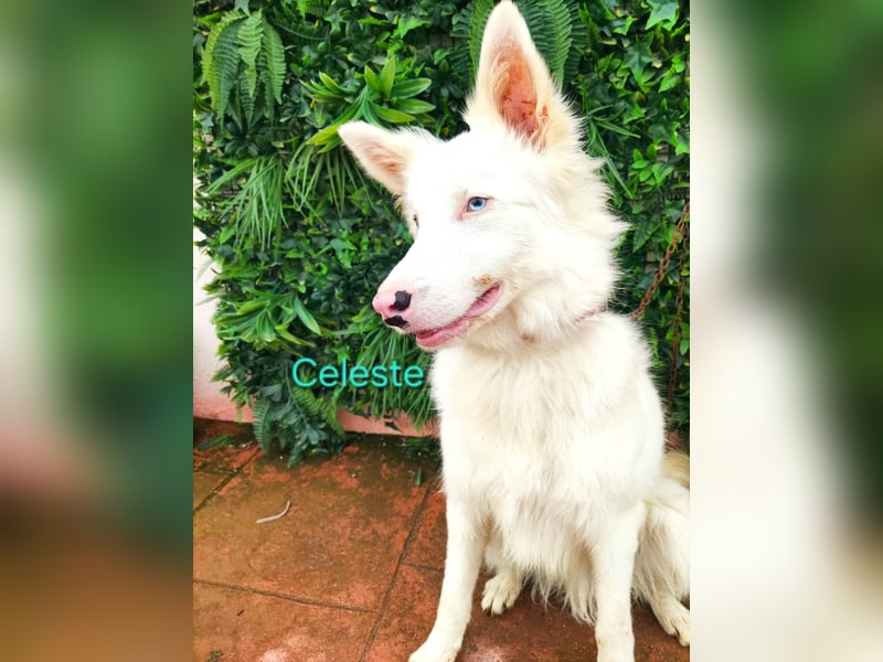 Celeste geb. 01/2024 (ESP) - besonderer Border Collie sucht besondere Menschen!