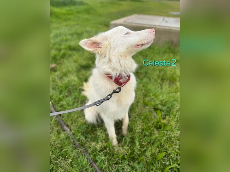 DRINGEND! Celeste2 geb. 01/2024 (ESP) - besonderer Border Collie sucht besondere Menschen!