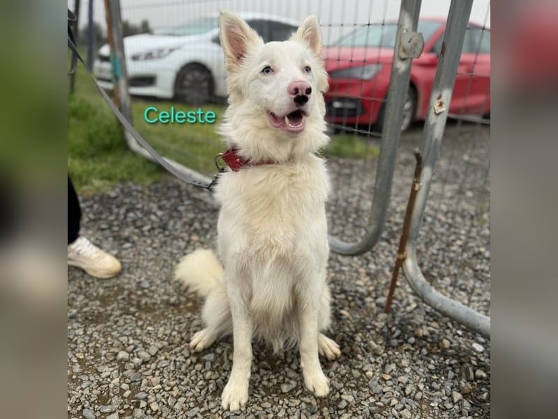 Celeste geb. 01/2024 (ESP) - besonderer Border Collie sucht besondere Menschen!