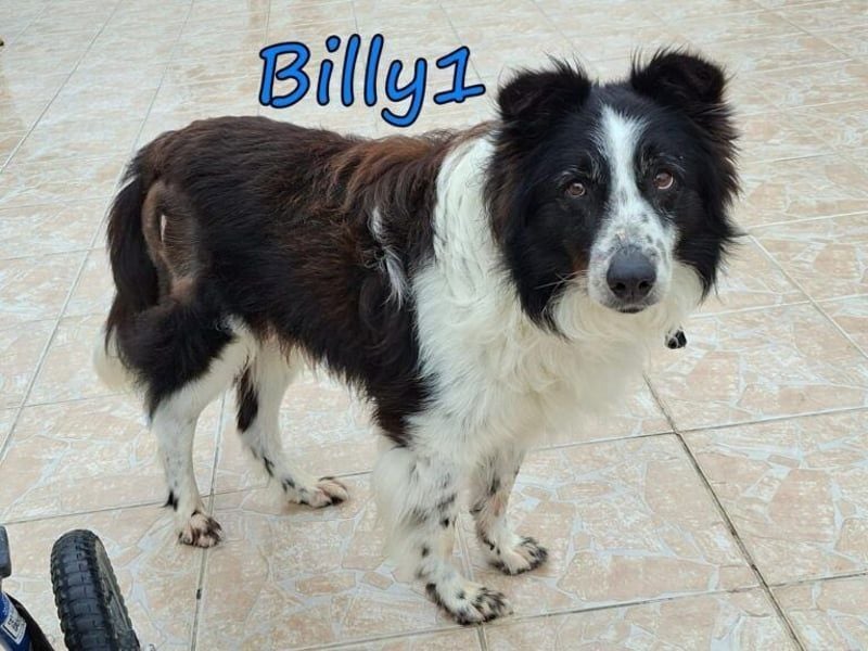 Billy1♥️geb. 01/2020 (GRC) - menschenbezogener, freundlicher und anhänglicher Border Collie!