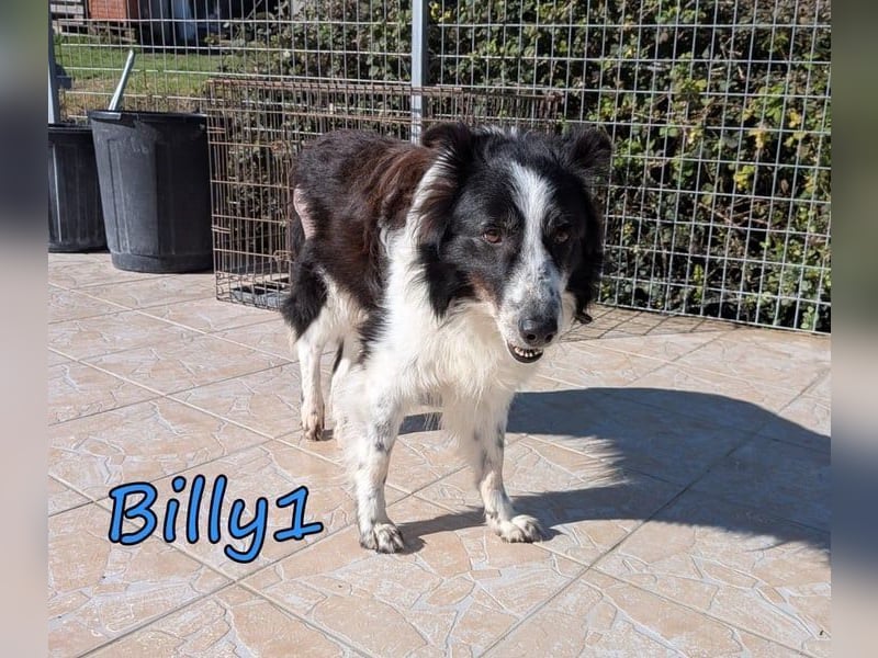Billy1♥️geb. 01/2020 (GRC) - menschenbezogener, freundlicher und anhänglicher Border Collie!