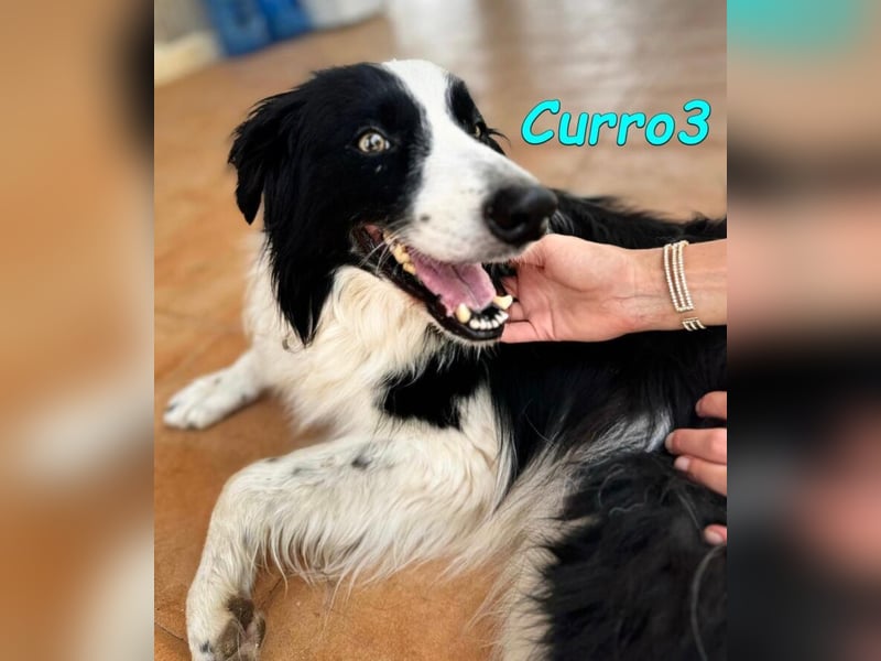 Curro3 geb. 05/2019 (ESP) - liebenswerter, arbeitswilliger Traumhund sucht sein Zuhause!