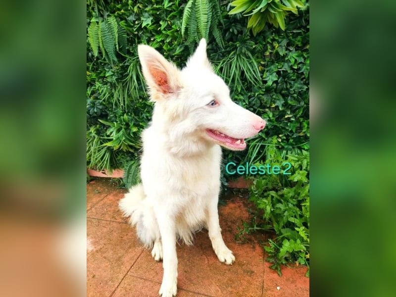 DRINGEND! Celeste2 geb. 01/2024 (ESP) - besonderer Border Collie sucht besondere Menschen!