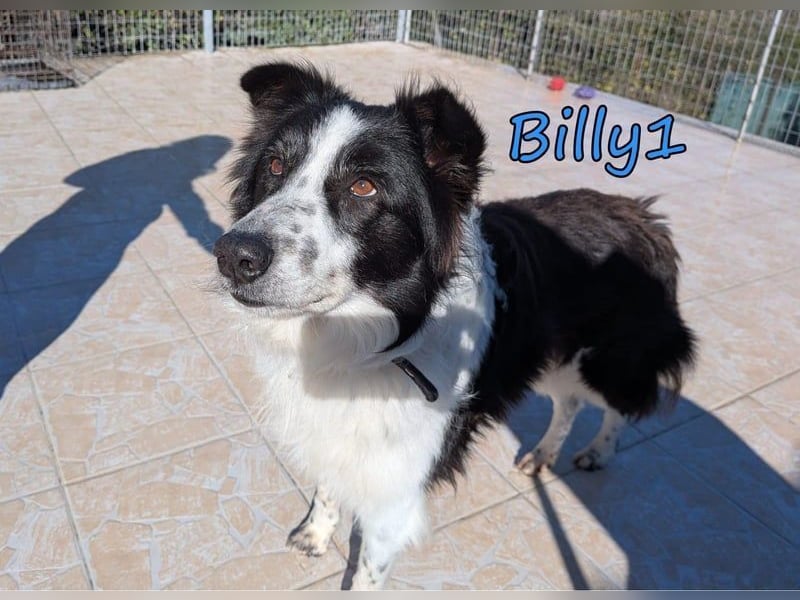 Billy1♥️geb. 01/2020 (GRC) - menschenbezogener, freundlicher und anhänglicher Border Collie!