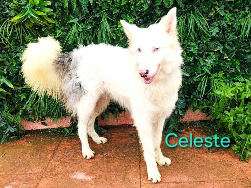 Celeste geb. 01/2024 (ESP) - besonderer Border Collie sucht besondere Menschen!