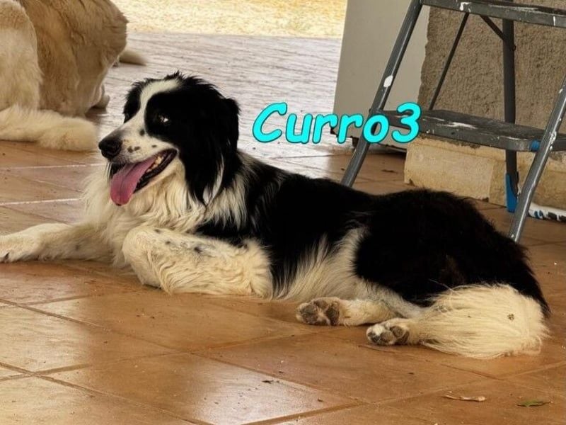 Curro3 geb. 05/2019 (ESP) - liebenswerter, arbeitswilliger Traumhund sucht sein Zuhause!