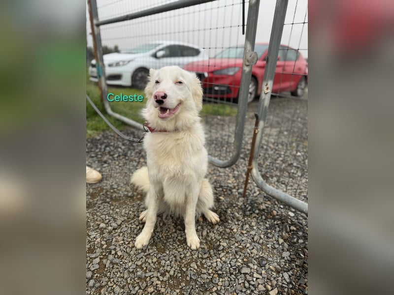 Celeste geb. 01/2024 (ESP) - besonderer Border Collie sucht besondere Menschen!