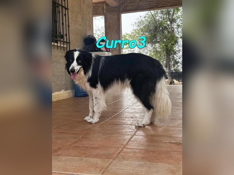 Curro3 geb. 05/2019 (ESP) - liebenswerter, arbeitswilliger Traumhund sucht sein Zuhause!