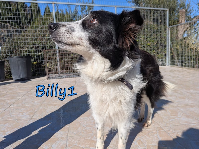 Billy1 geb. 01/2020 (GRC) - menschenbezogener, freundlicher und anhänglicher Border Collie!