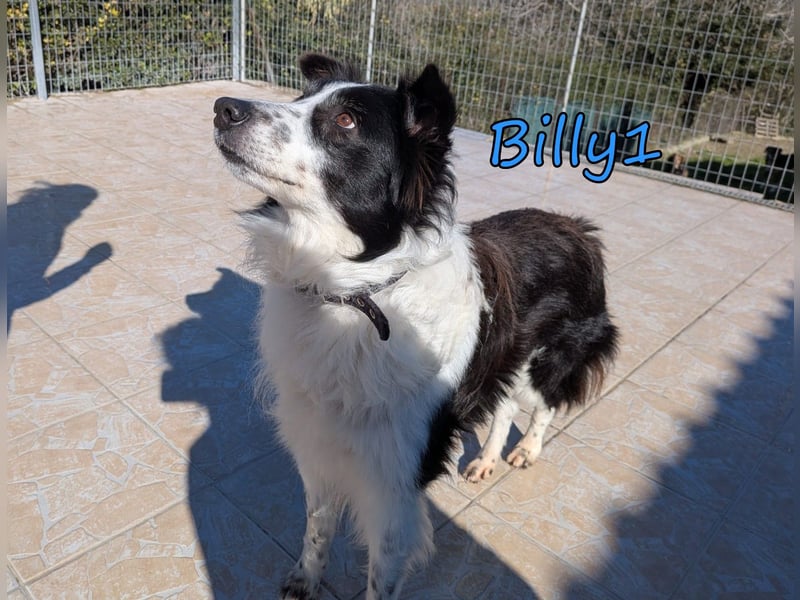 Billy1 geb. 01/2020 (GRC) - menschenbezogener, freundlicher und anhänglicher Border Collie!