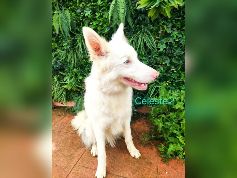 DRINGEND! Celeste2 geb. 01/2024 (ESP) - besonderer Border Collie sucht besondere Menschen!