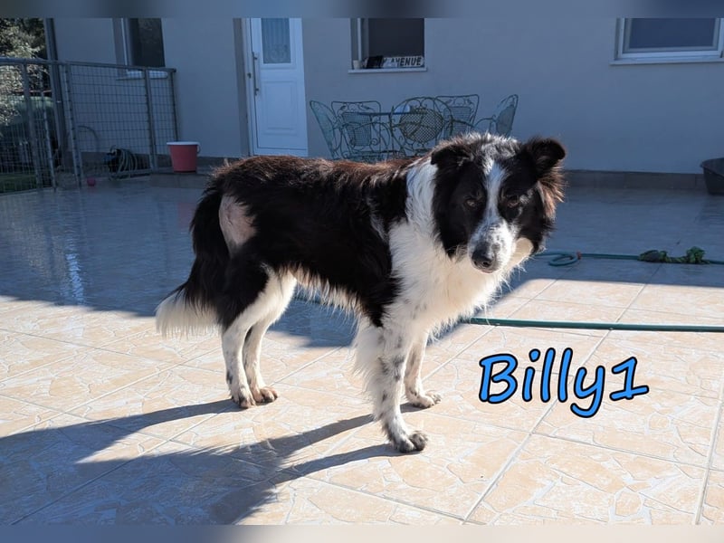 Billy1 geb. 01/2020 (GRC) - menschenbezogener, freundlicher und anhänglicher Border Collie!