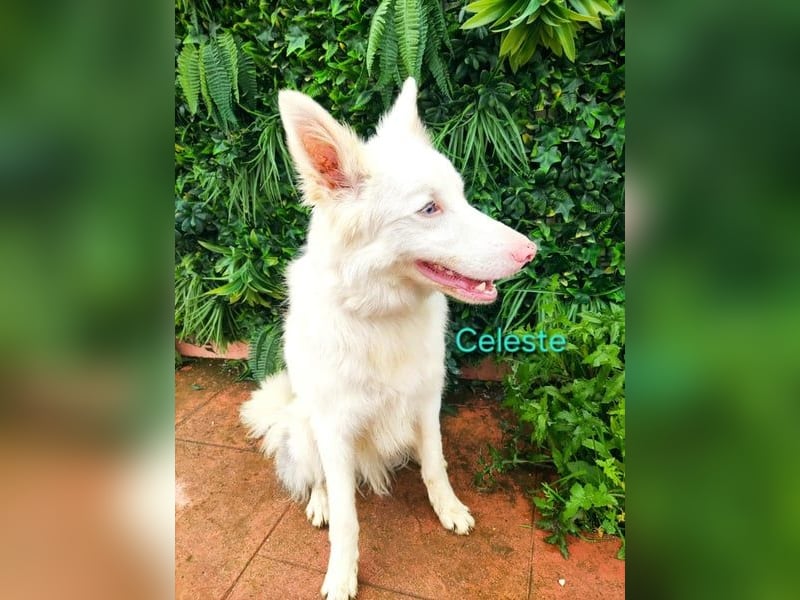 Celeste geb. 01/2024 (ESP) - besonderer Border Collie sucht besondere Menschen!