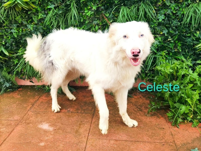 Celeste geb. 01/2024 (ESP) - besonderer Border Collie sucht besondere Menschen!
