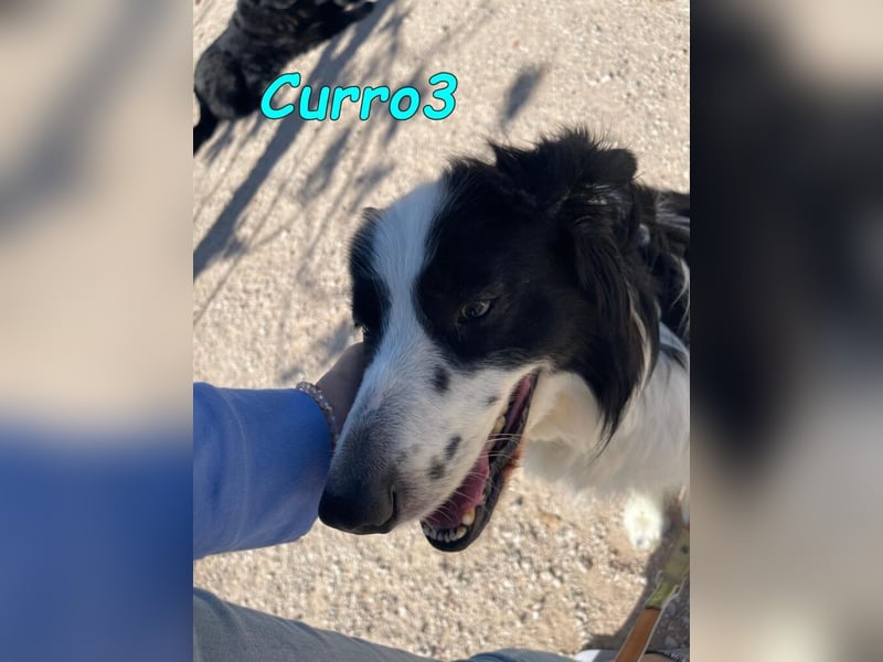 Curro3 geb. 05/2019 (ESP) - liebenswerter, arbeitswilliger Traumhund sucht sein Zuhause!