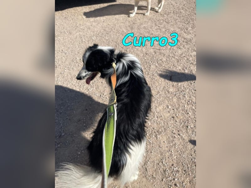 Curro3 geb. 05/2019 (ESP) - liebenswerter, arbeitswilliger Traumhund sucht sein Zuhause!
